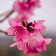 LinhlinhdanRed